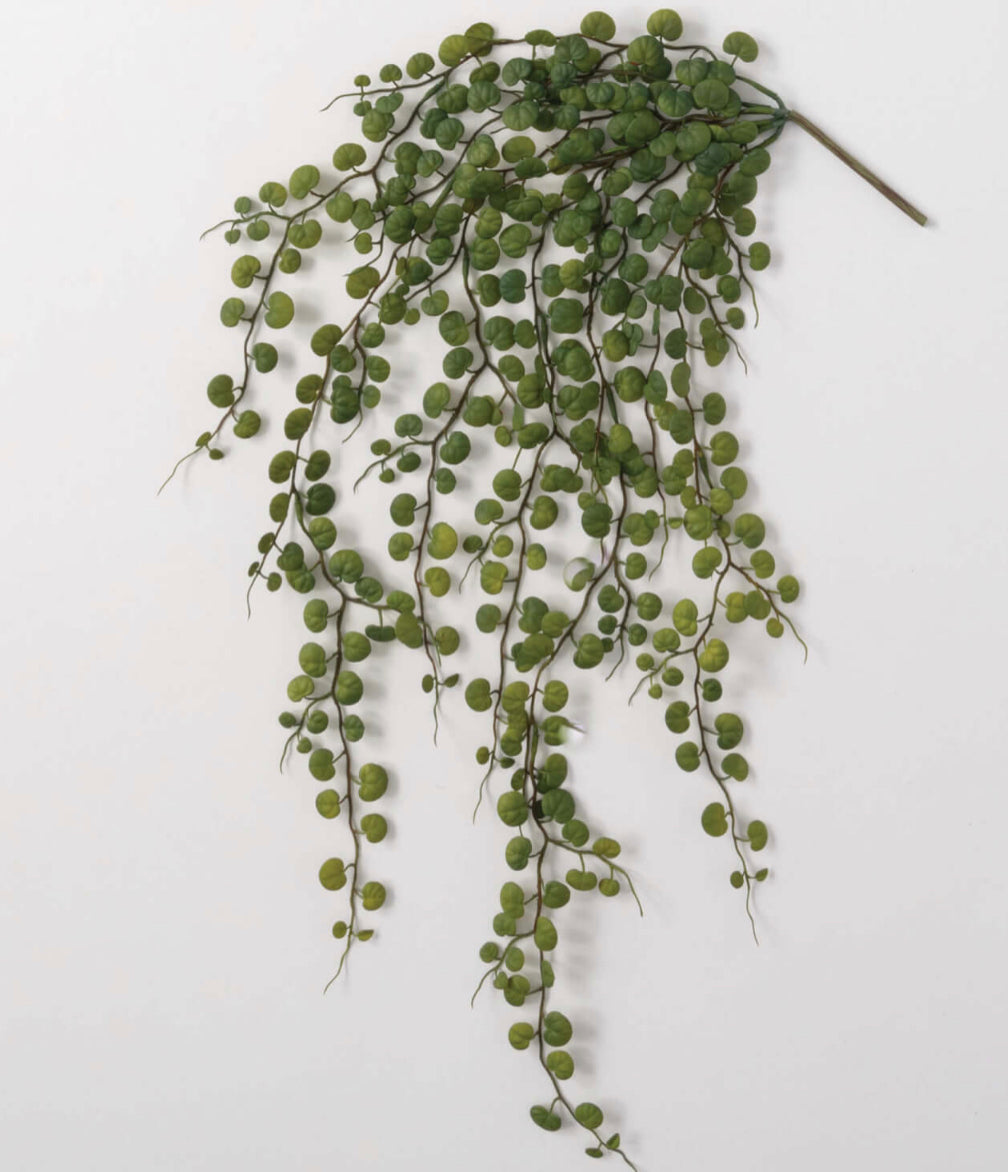 Hanging Leaf Bush